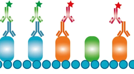 Guide To Selecting Secondary Antibodies